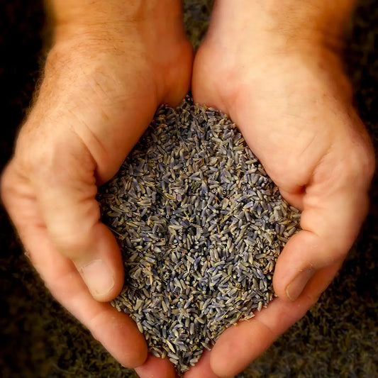 lavande / lavender bud sachet