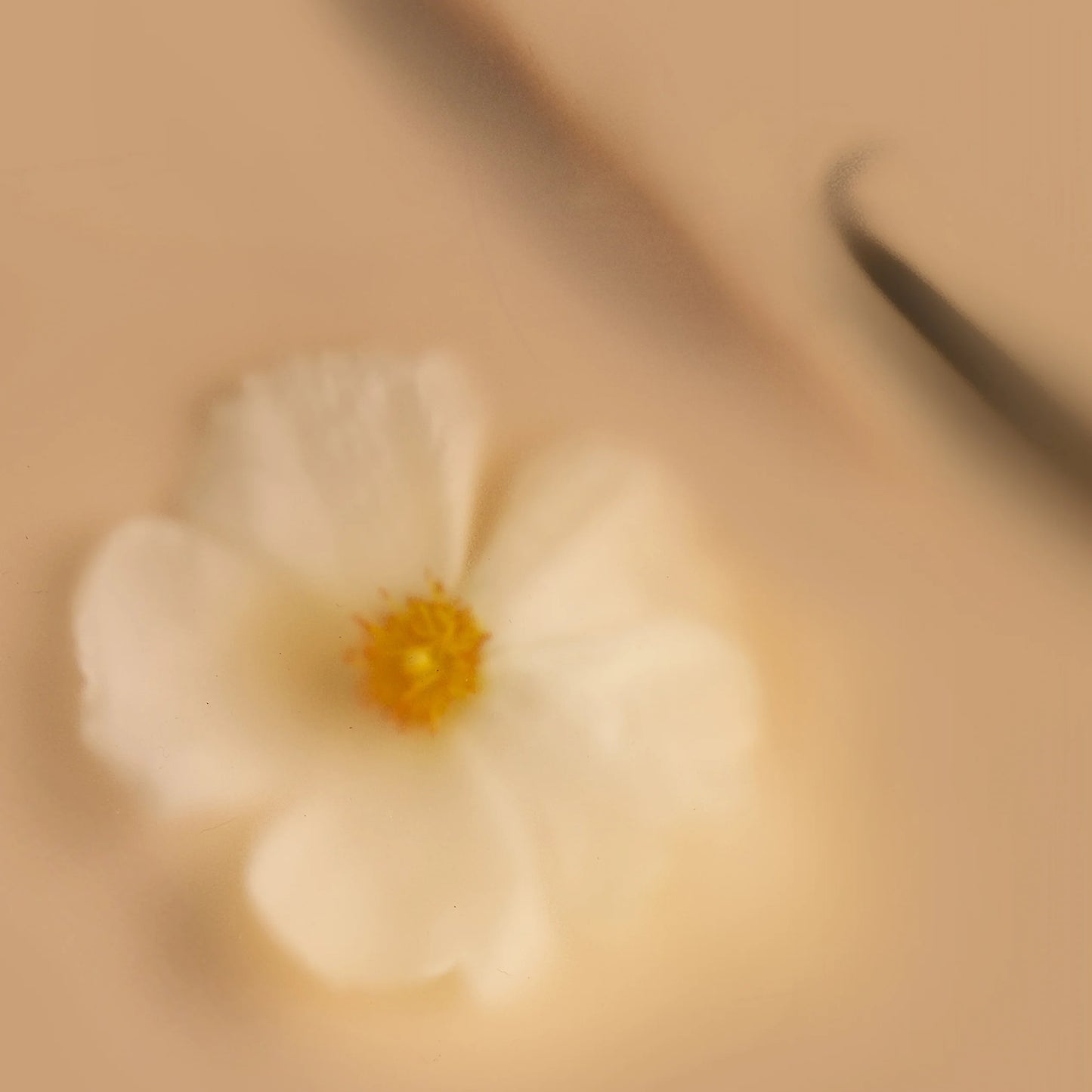 belnu / eau de parfum - chai fleur