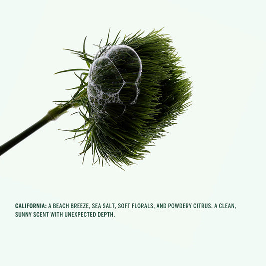 corpus / natural deodorant stick - california