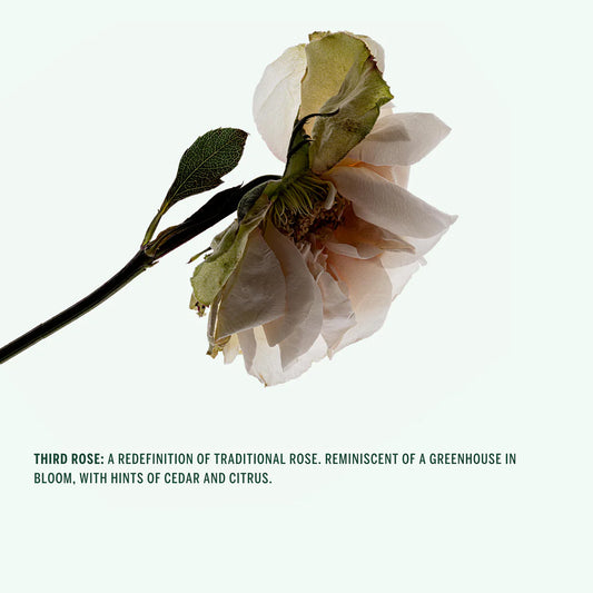 corpus / natural deodorant stick - third rose