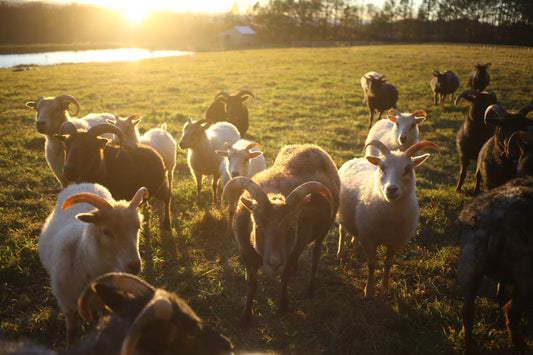 saipua / soap bar - goat milk with basil