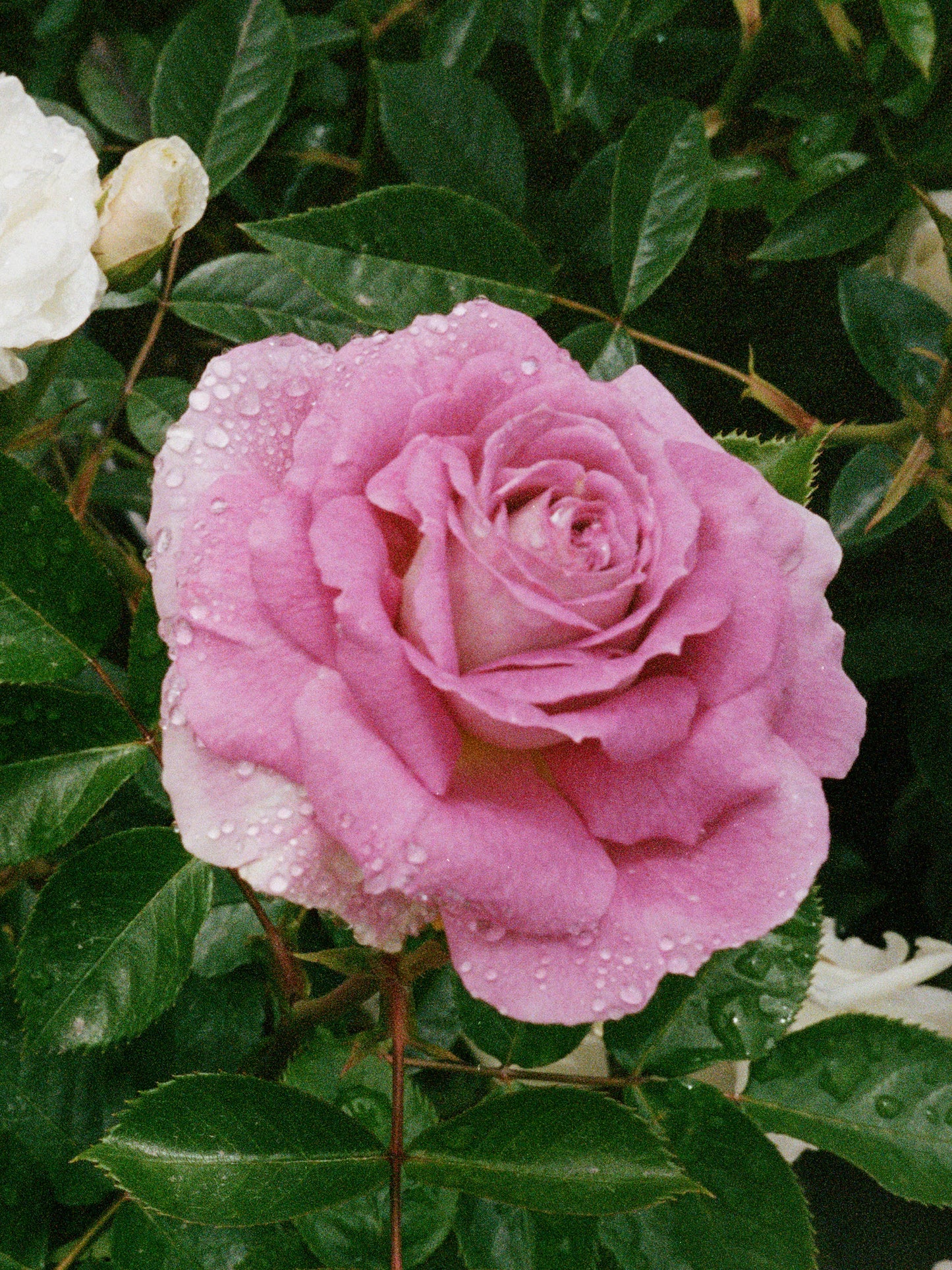 monastery / rose - cleansing oil