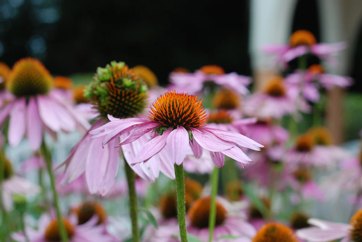 plant good seed / echinacea purpurea