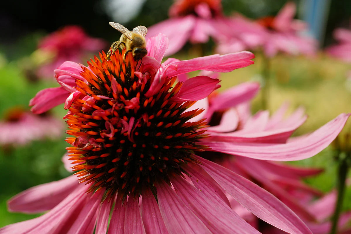 plant good seed / echinacea purpurea