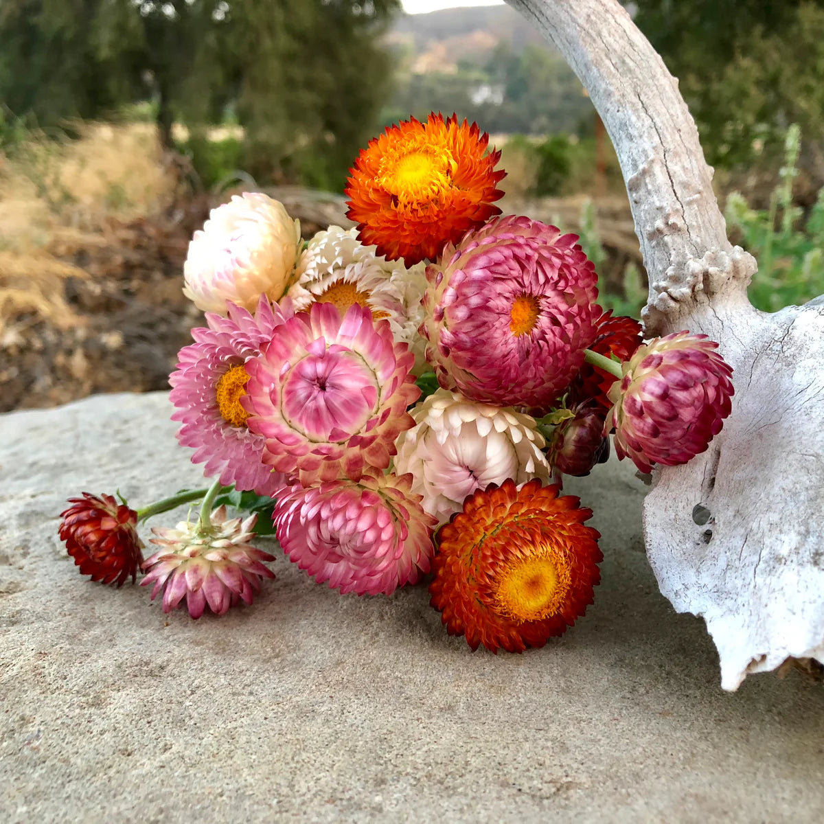 plant good seed / sultane strawflower