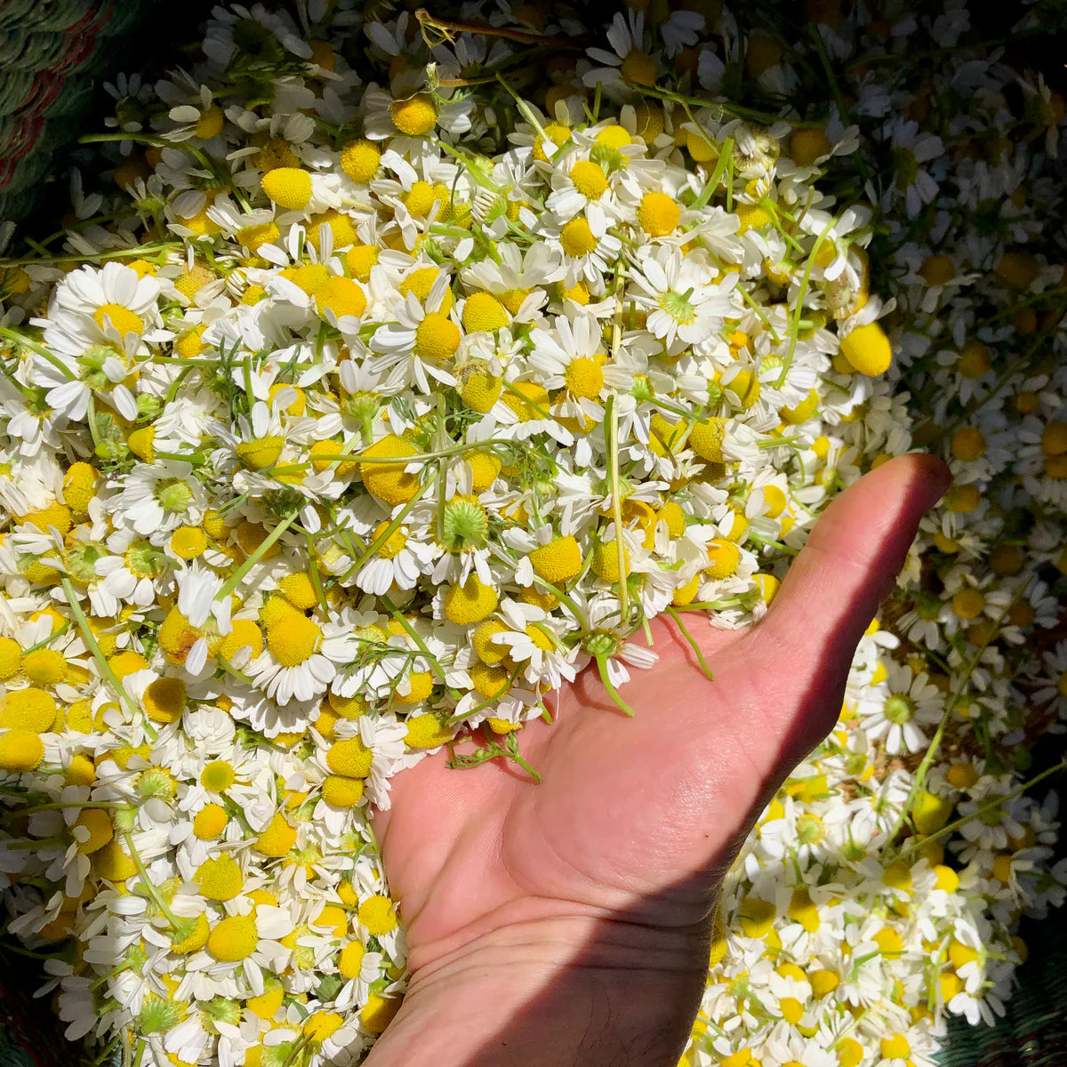 plant good seed / german chamomile