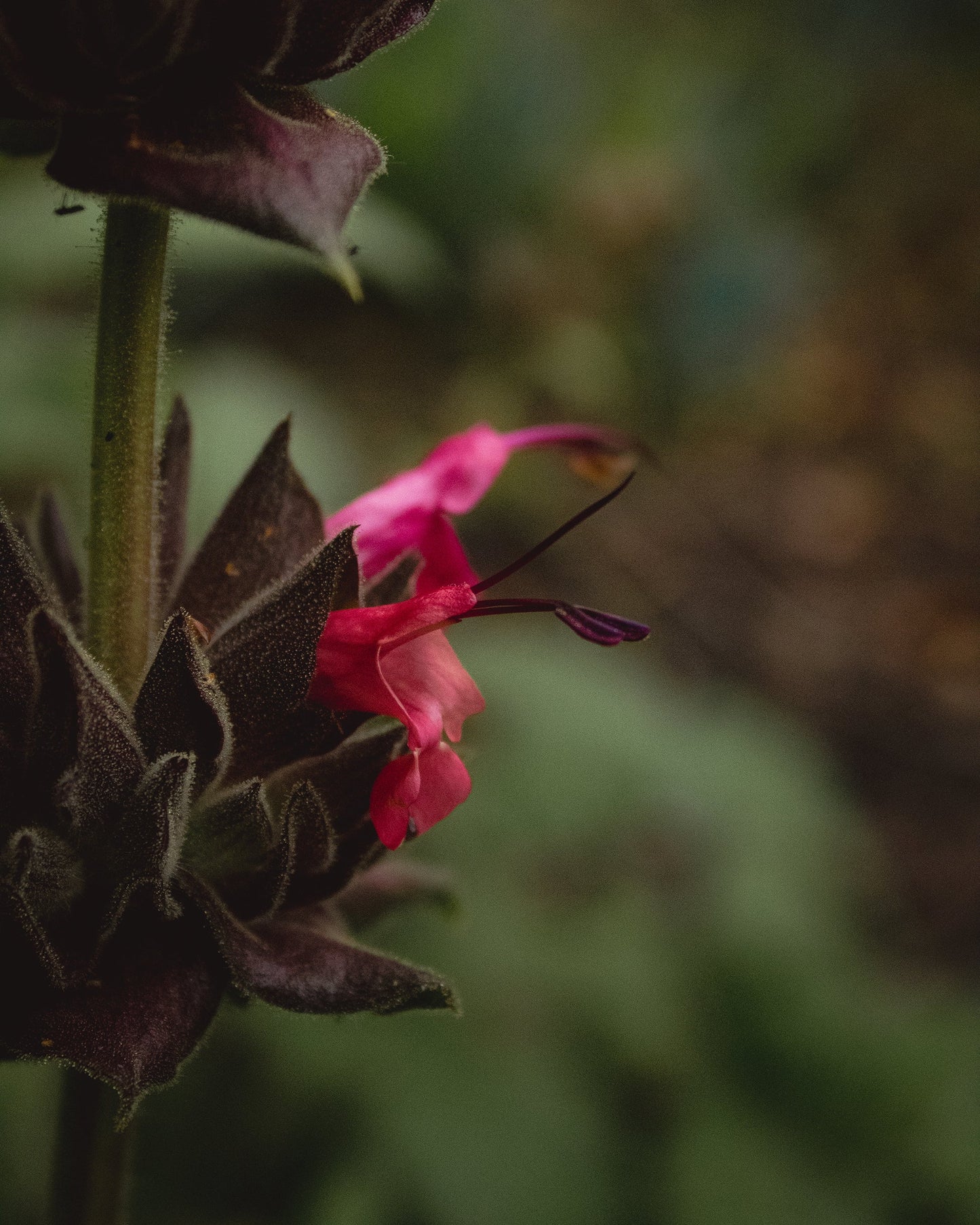 gara skincare / hydrosol spray - hummingbird sage