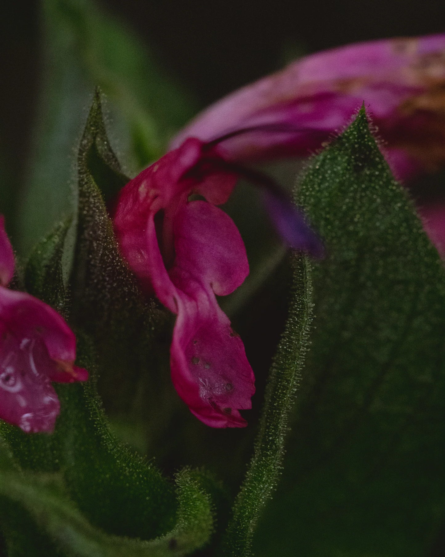 gara skincare / hydrosol spray - hummingbird sage