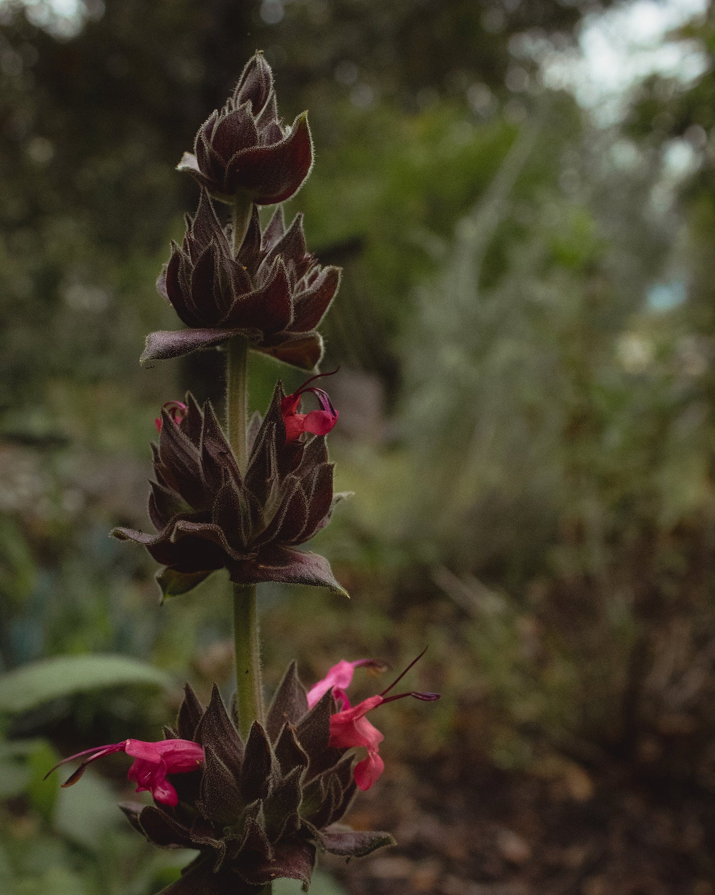 gara skincare / hydrosol spray - hummingbird sage