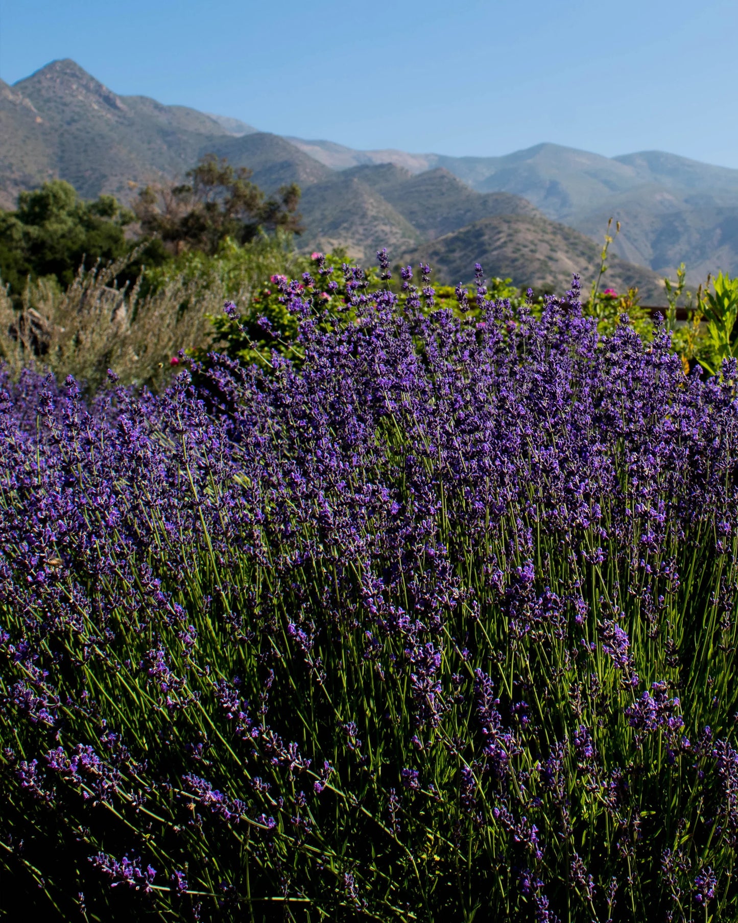 gara skincare / hydrosol spray - lavender