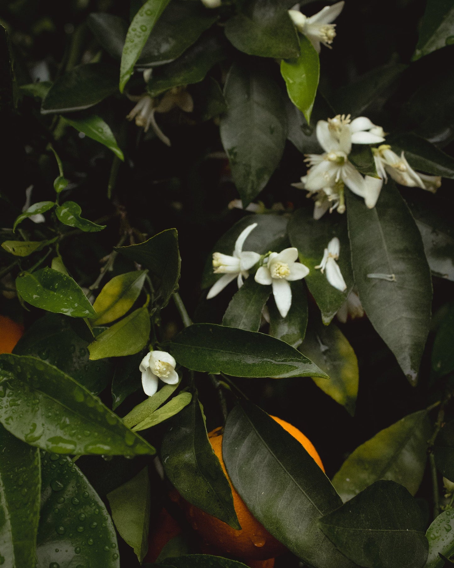 gara skincare / hydrosol spray - orange blossom
