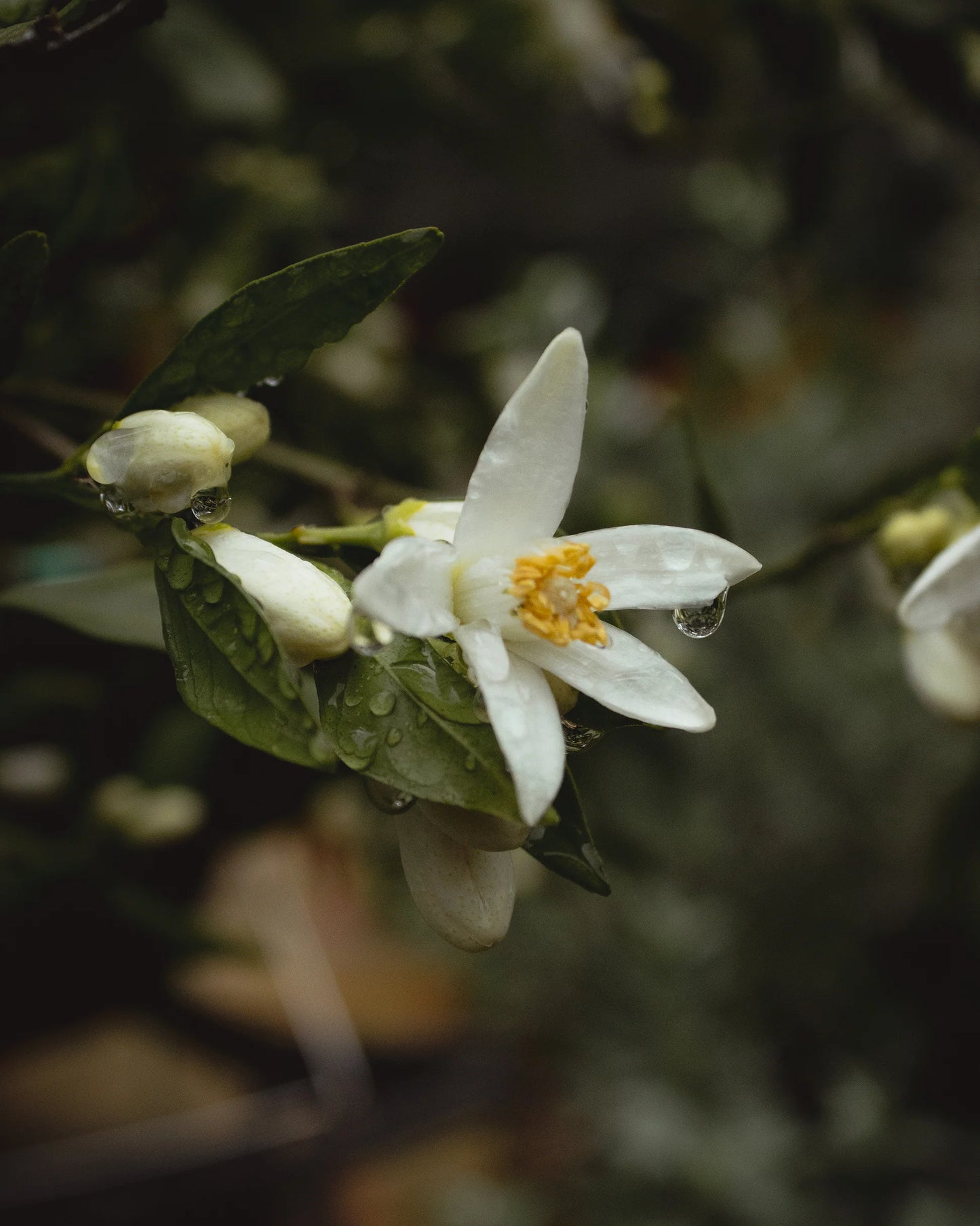 gara skincare / hydrosol spray - orange blossom