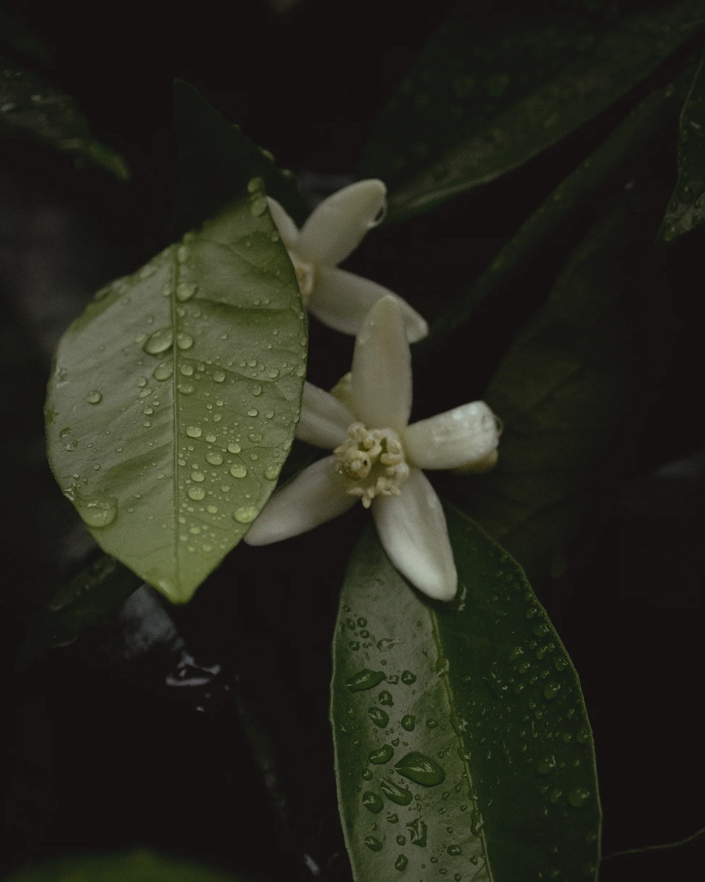 gara skincare / hydrosol spray - orange blossom