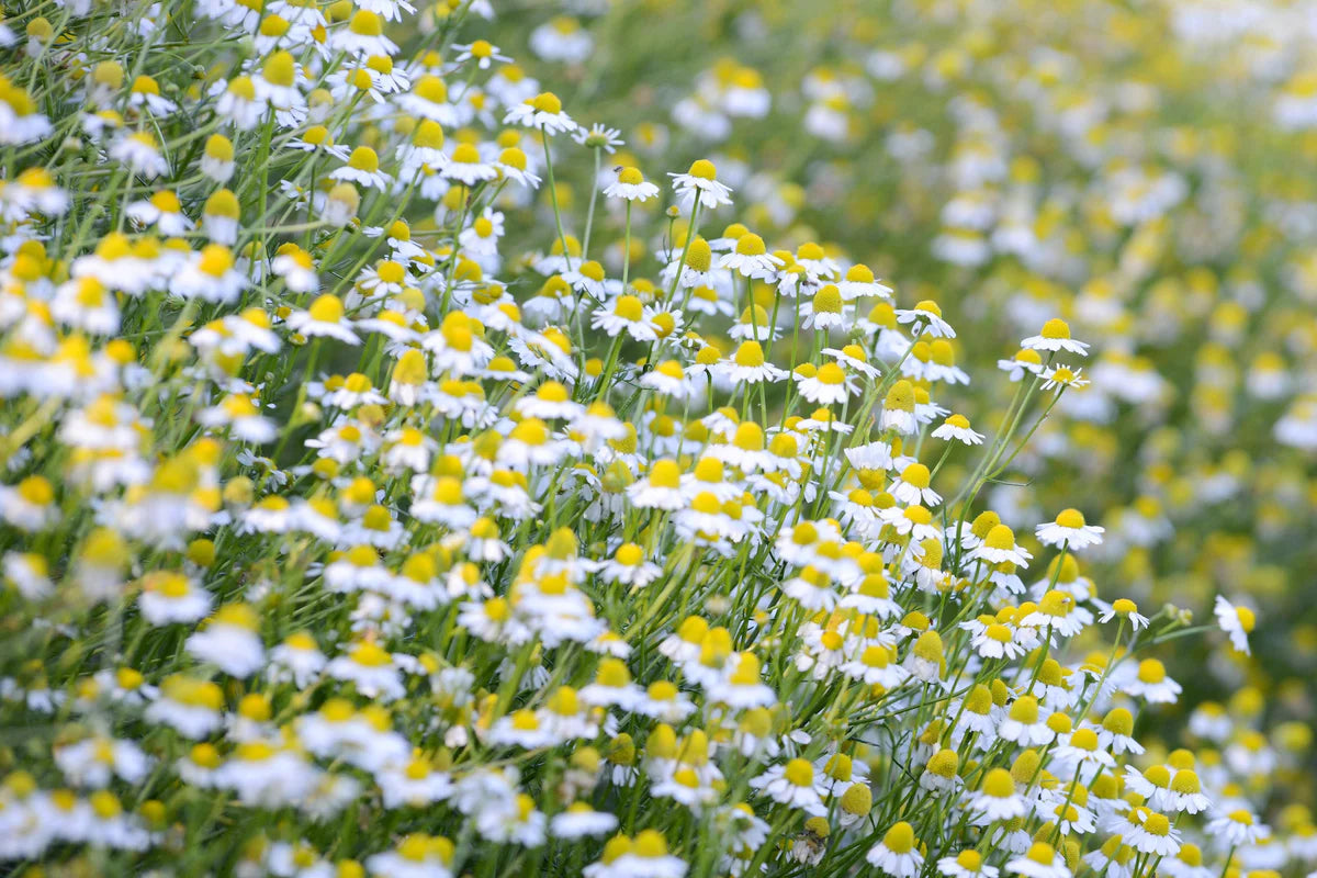 plant good seed / german chamomile