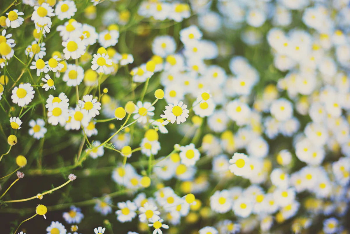 plant good seed / german chamomile
