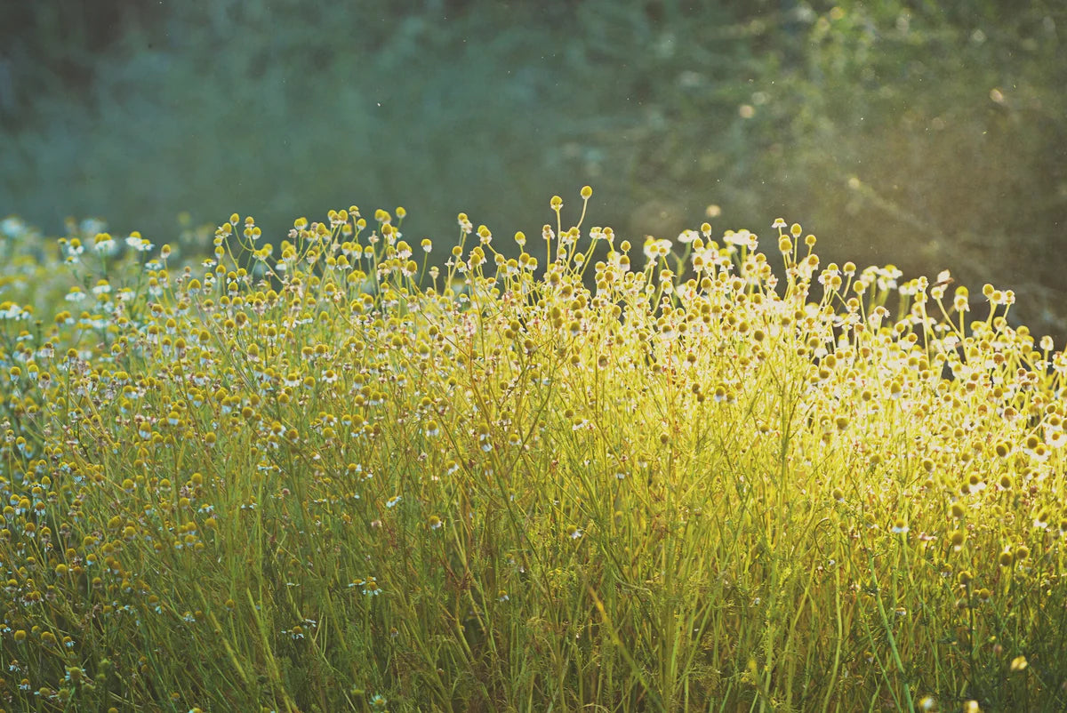plant good seed / german chamomile