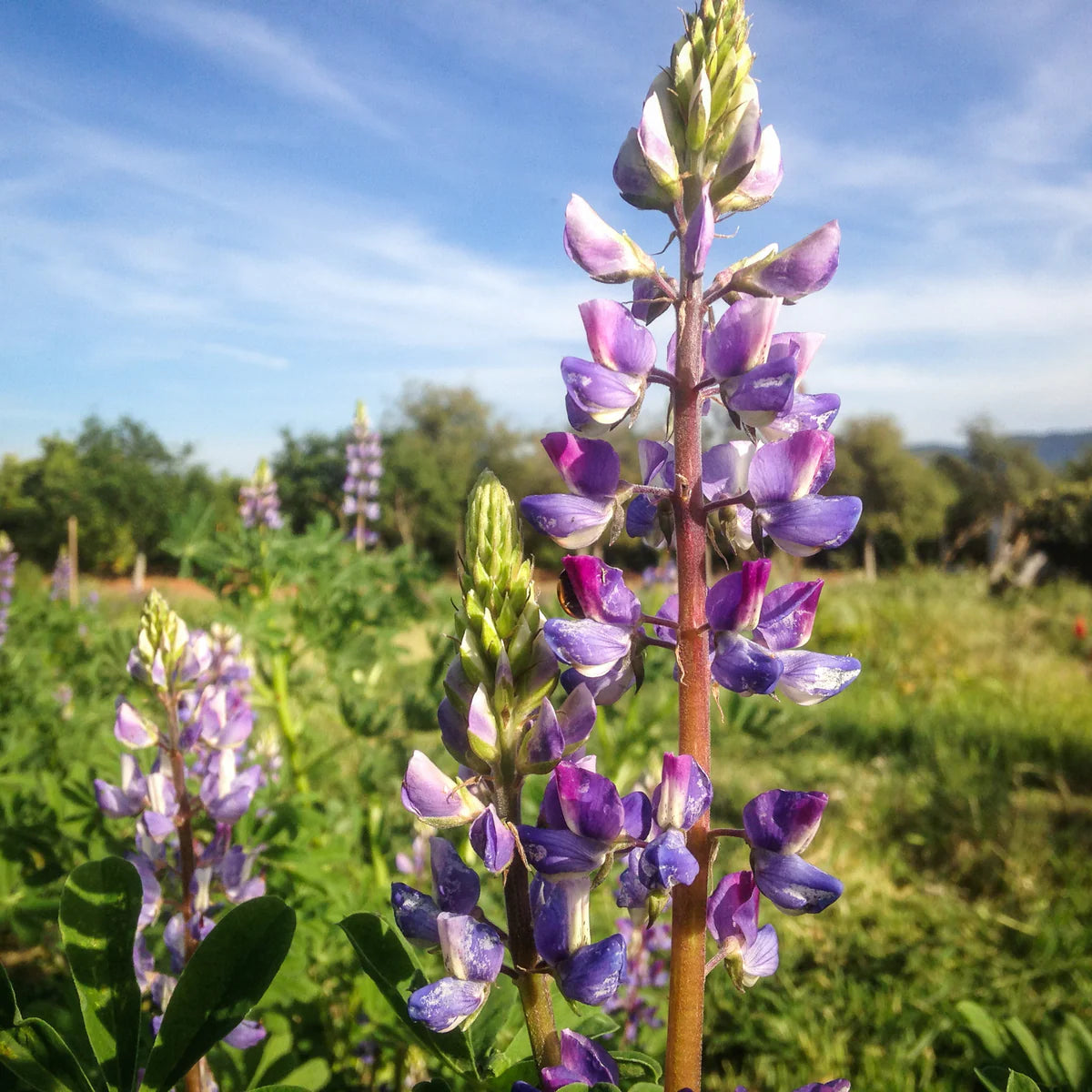 plant good seed / arroyo blue lupine