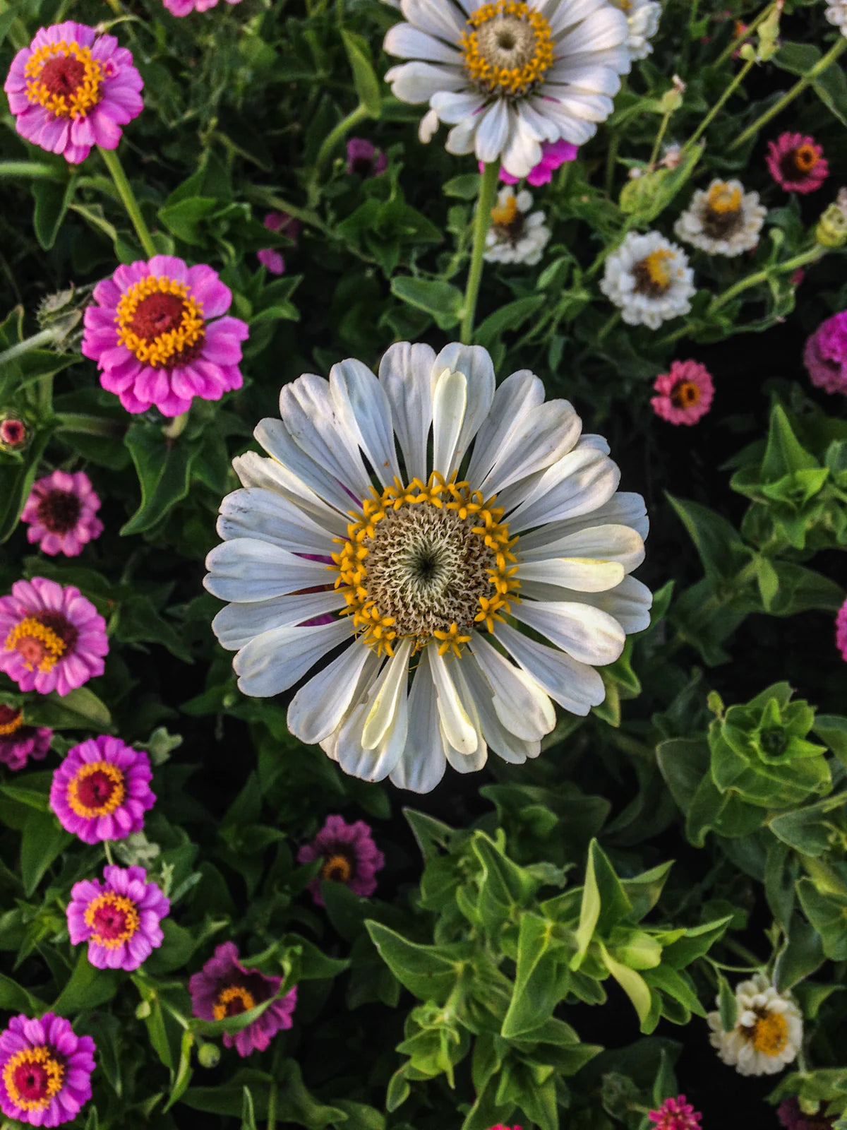 plant good seed / thumbelina zinnia