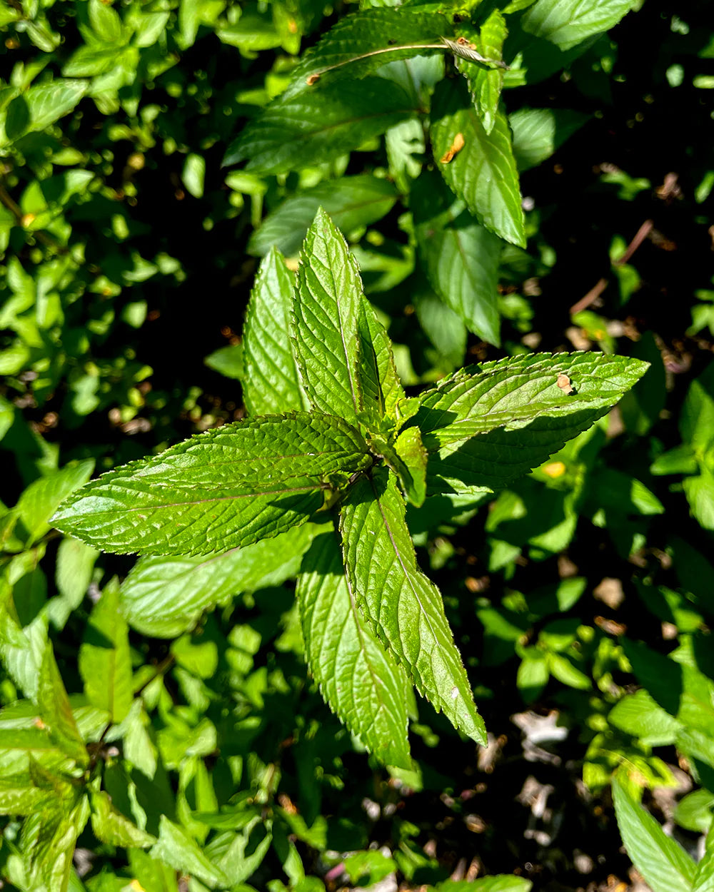 gara skincare / hydrosol spray - peppermint
