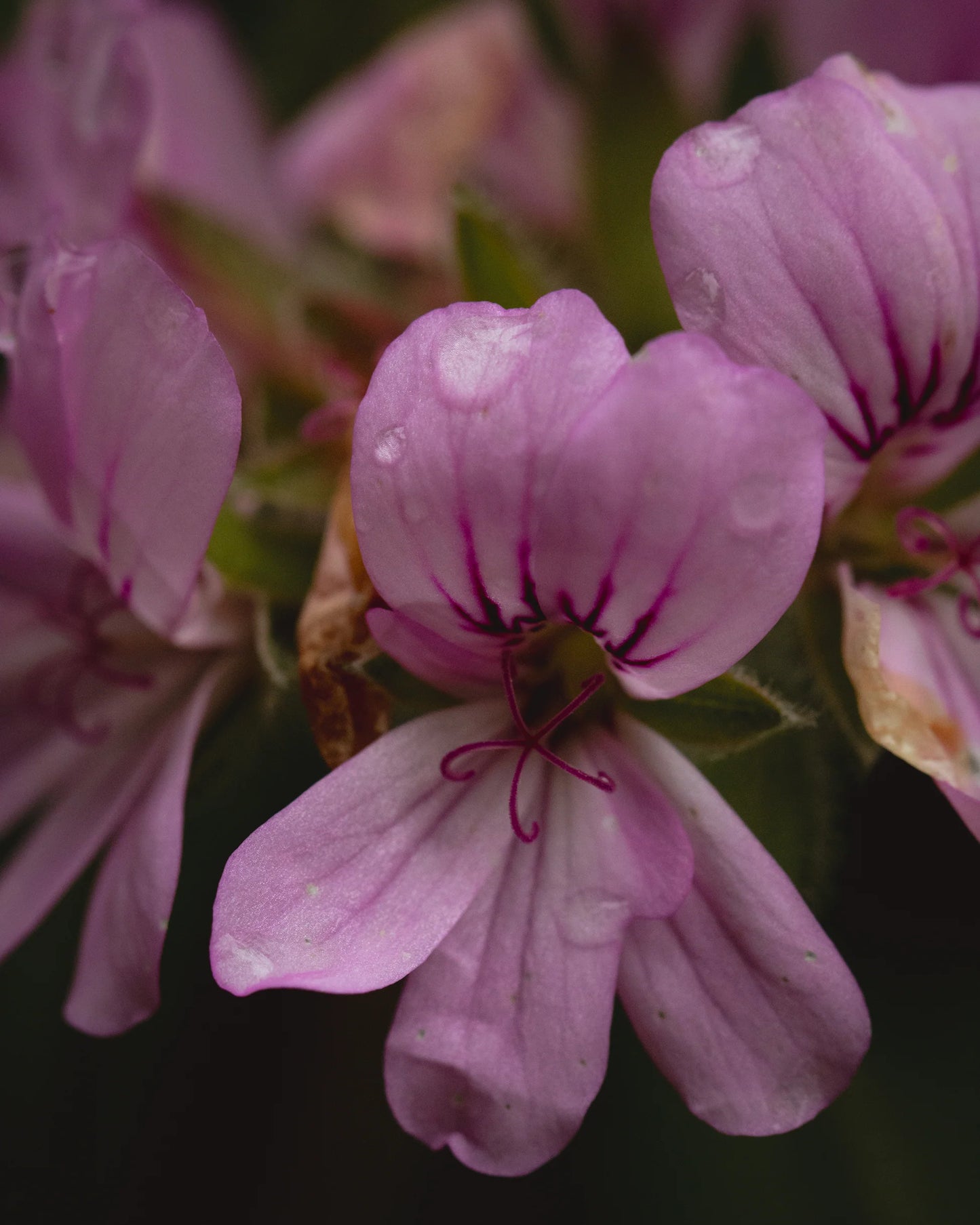 gara skincare / hydrosol spray - rose geranium