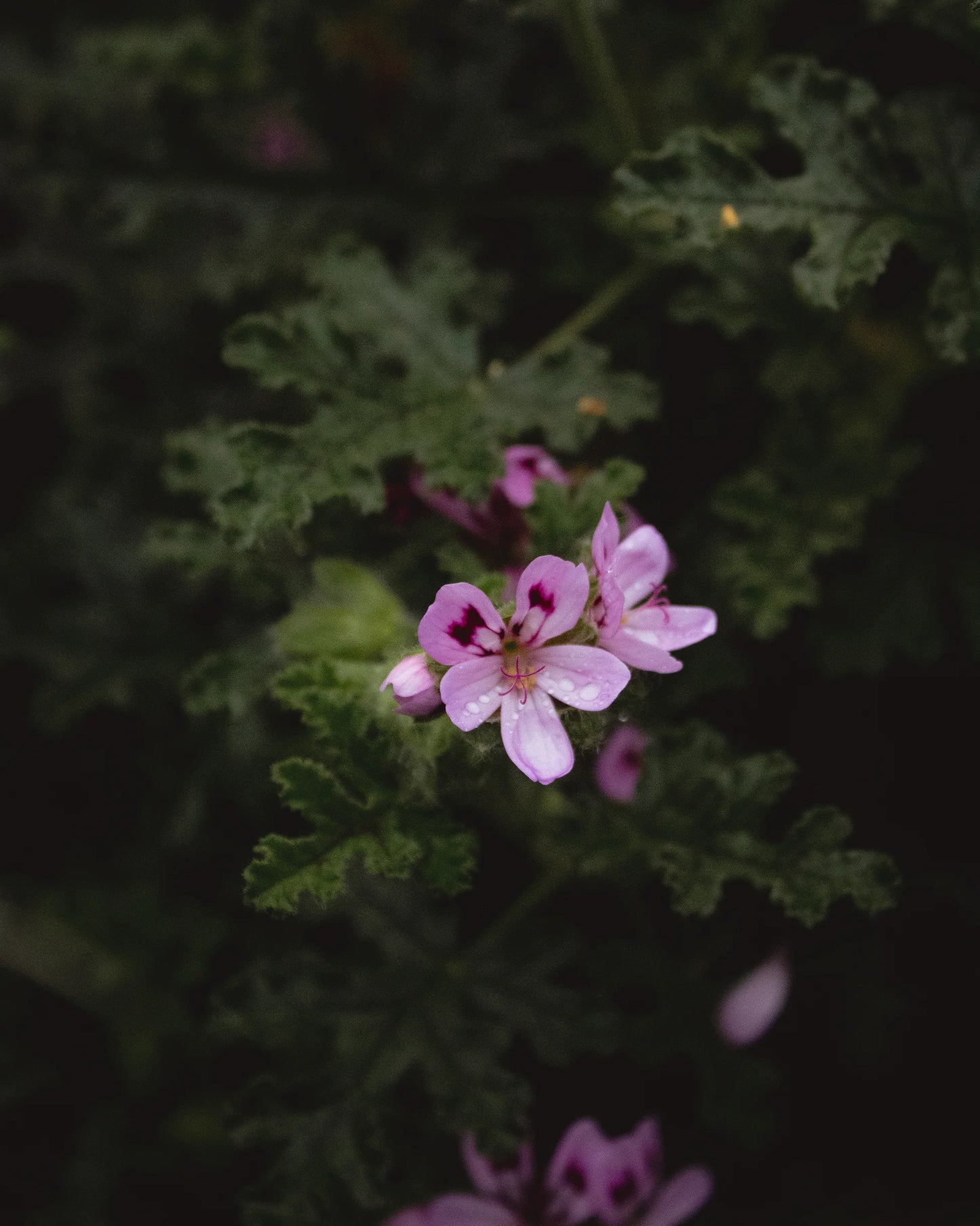 gara skincare / hydrosol spray - rose geranium