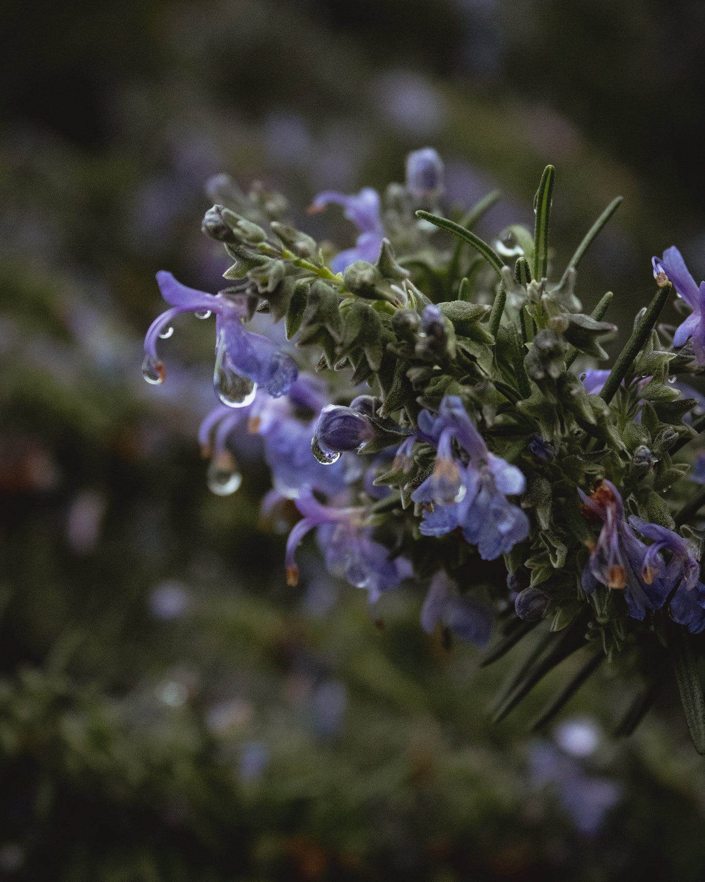 gara skincare / hydrosol spray - rosemary