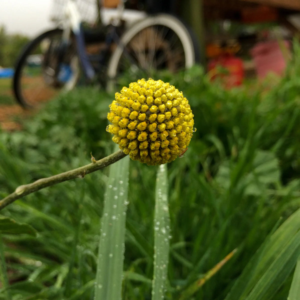 plant good seed / craspedia