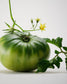 maison louis marie / candle - liane de tomate