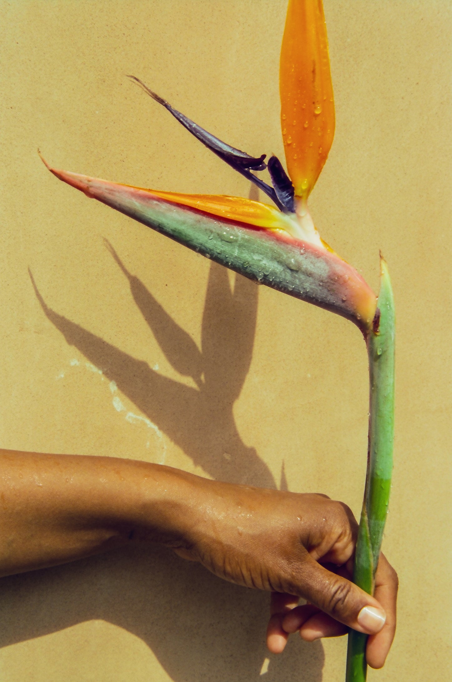 maya njie / eau de parfum - tropica