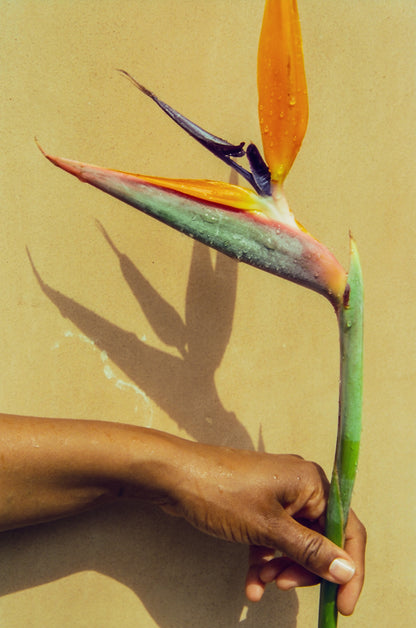 maya njie / eau de parfum - tropica