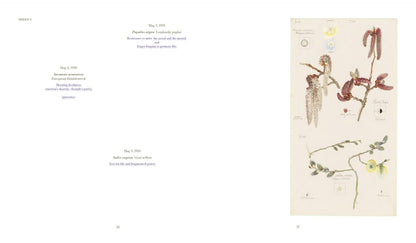 hilma af klint: what stands behind the flowers
