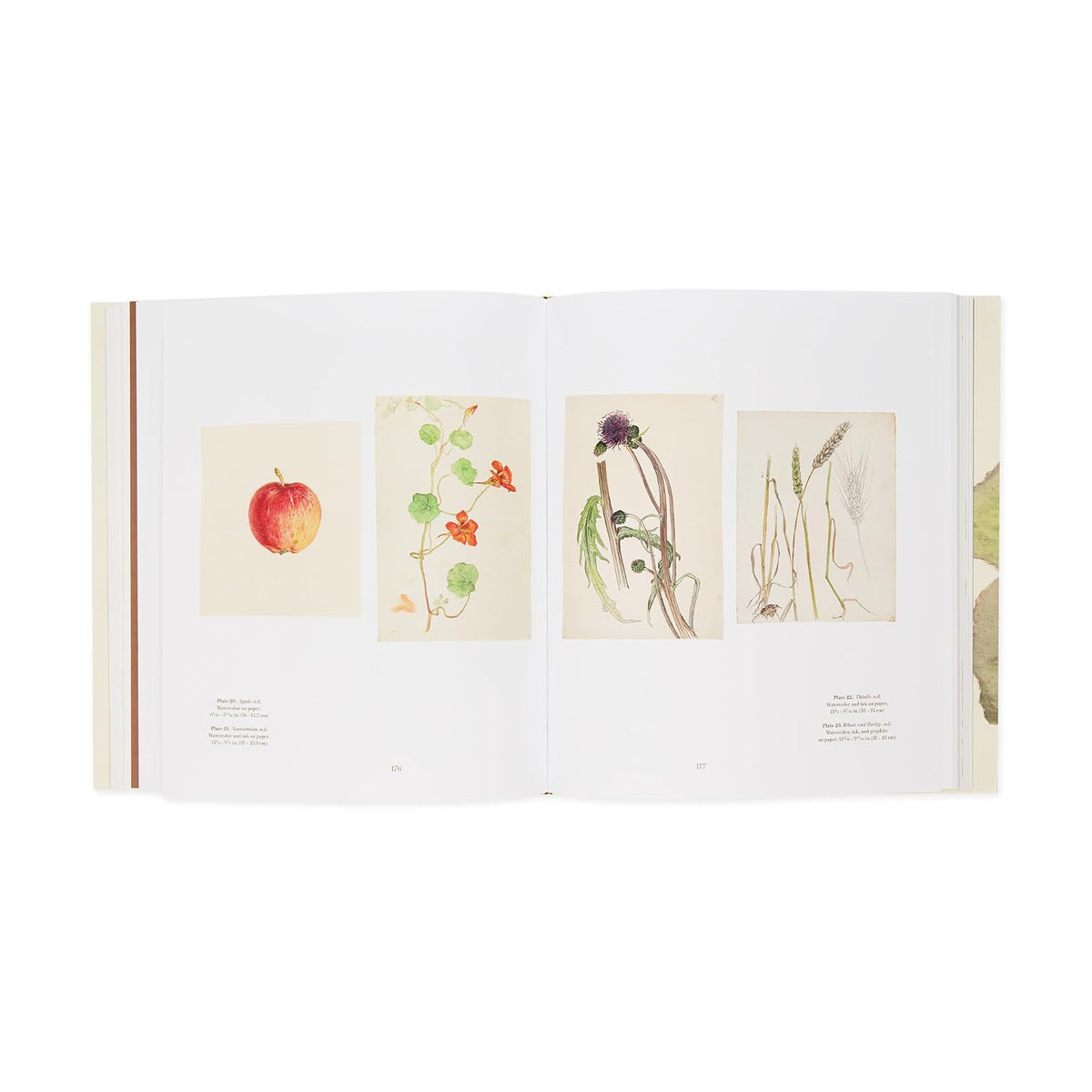 hilma af klint: what stands behind the flowers