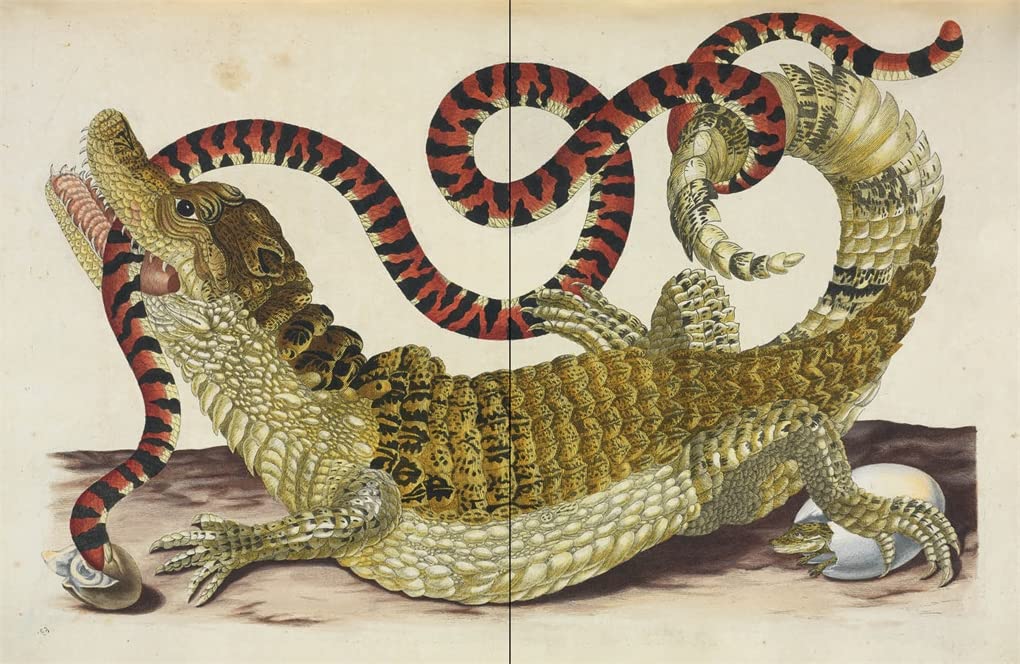 affinities: a journey through images from the public domain review
