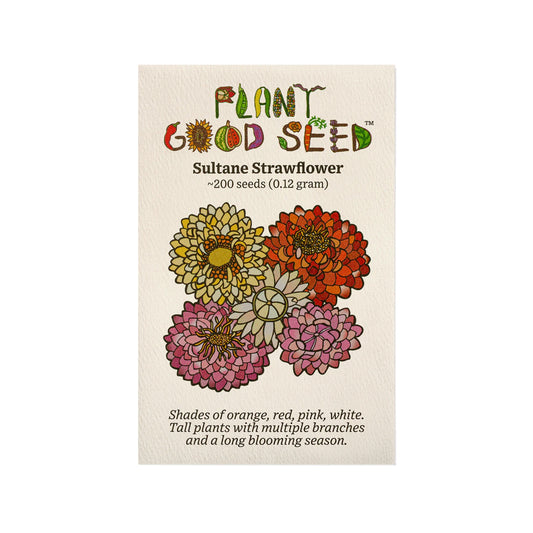 plant good seed / sultane strawflower