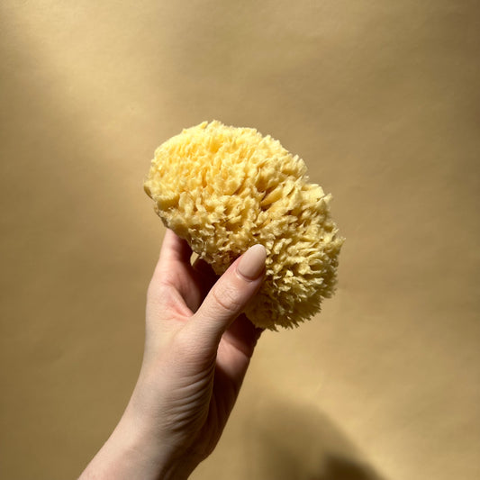 natural wool sea sponge