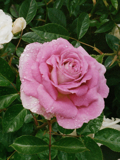 monastery / rose - cleansing oil