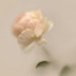 belnu / eau de parfum - rose steady