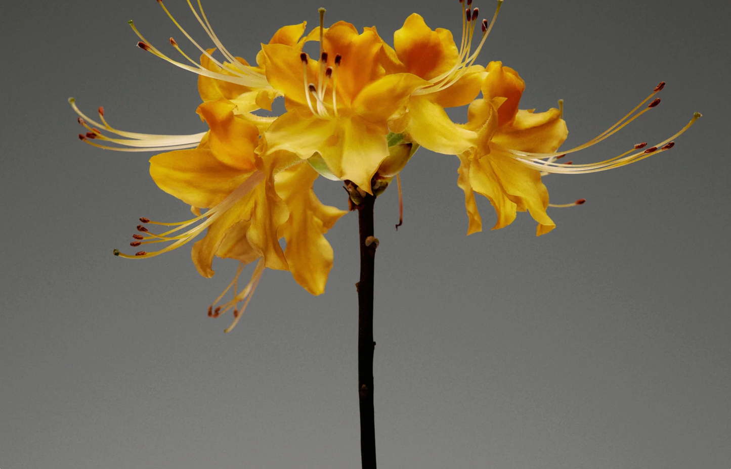 flamingo estate / candle - golden pollinator