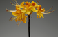 flamingo estate / candle - golden pollinator