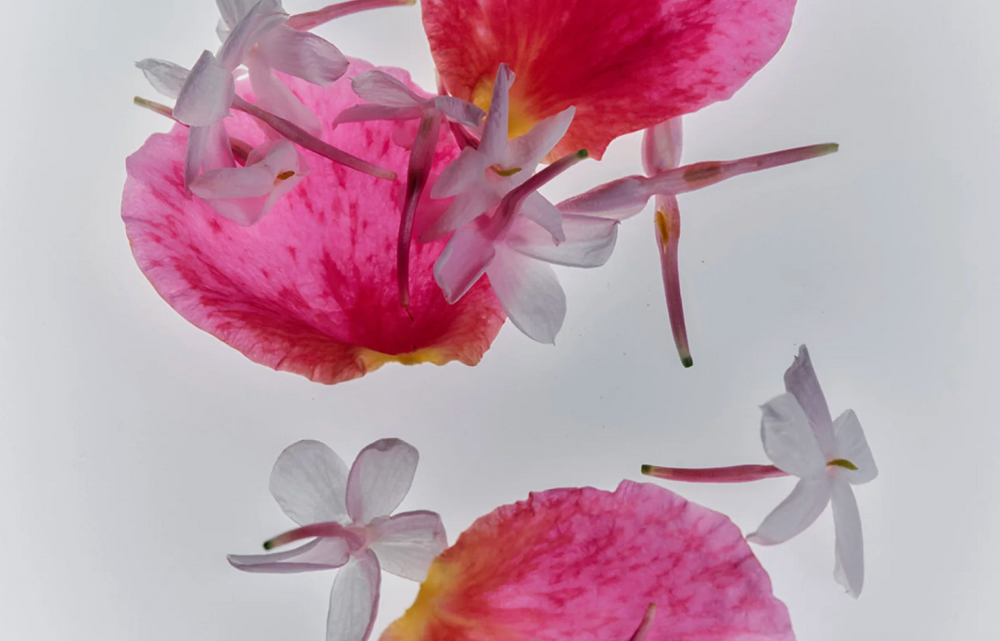 flamingo estate / rich cream - jasmine damask rose