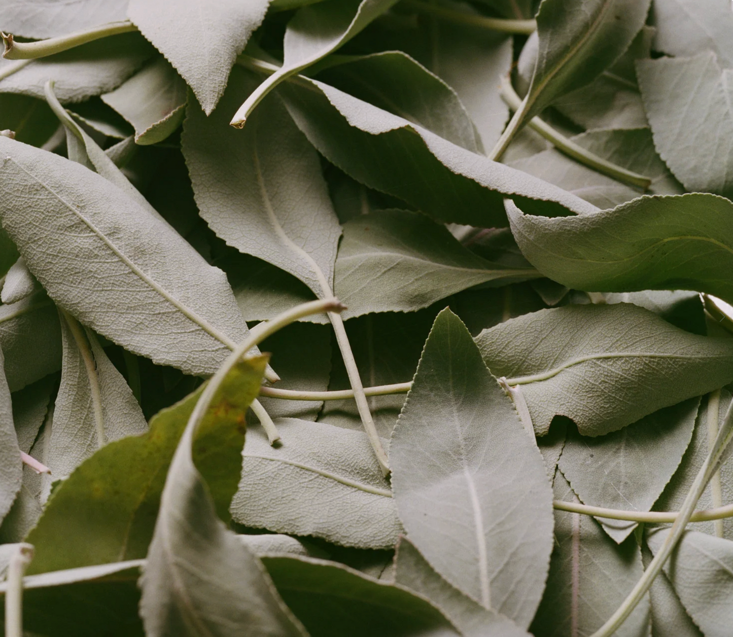 flamingo estate / rich cream - adriatic muscatel sage