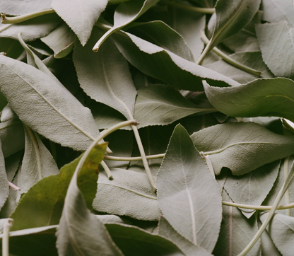 flamingo estate / rich cream - adriatic muscatel sage