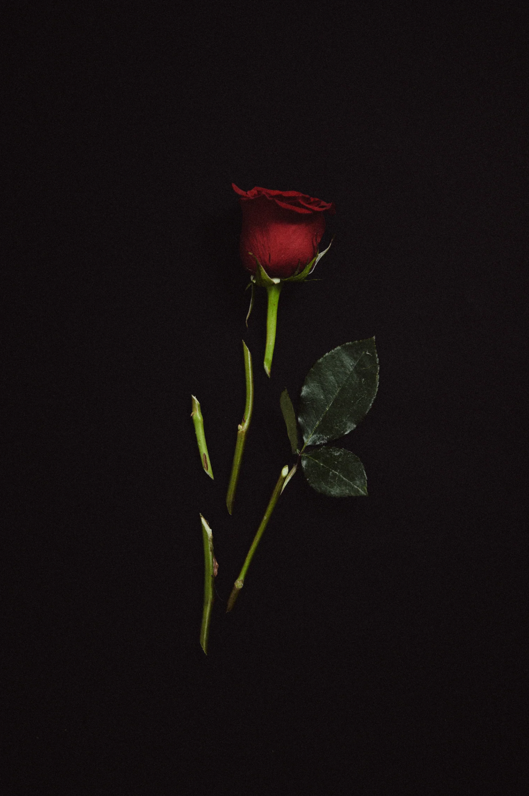 st. rose / eau de parfum - crazy love