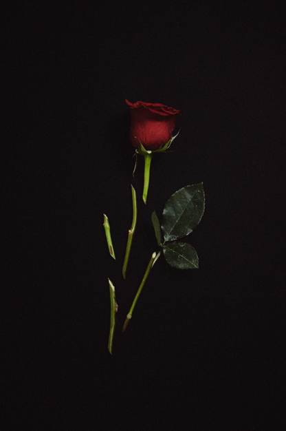 st. rose / eau de parfum - crazy love