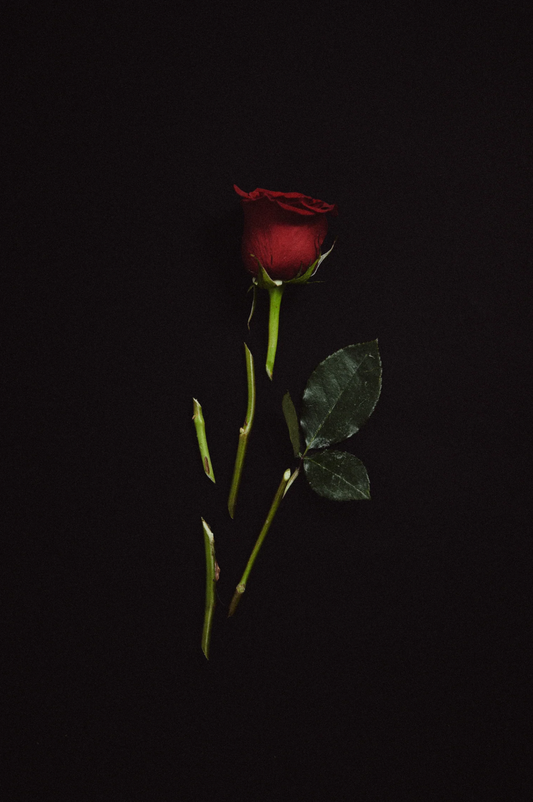 st. rose / eau de parfum - crazy love