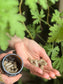 anima mundi / parasite defense gut protection capsules