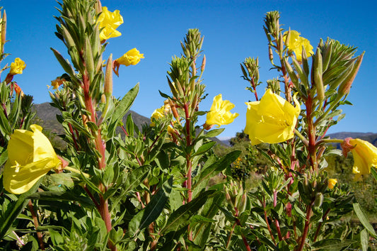 plant good seed / large flowered evening primrose