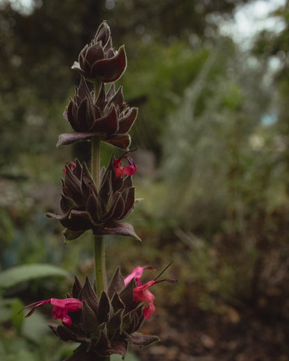 gara skincare / hydrosol spray - hummingbird sage