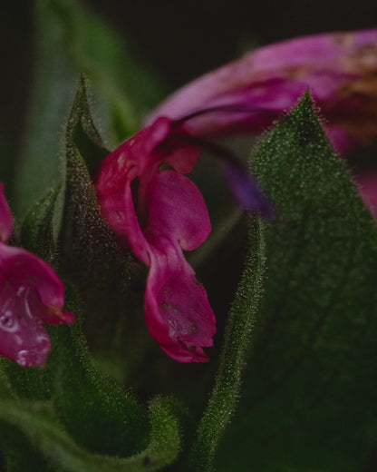 gara skincare / hydrosol spray - hummingbird sage