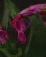 gara skincare / hydrosol spray - hummingbird sage
